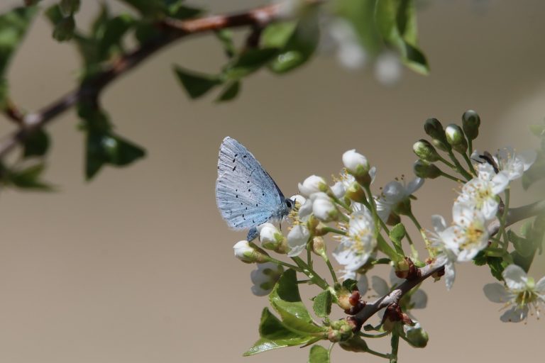 Biodiversité et écologie : Découvrez Agnès Pannier-Runacher, la nouvelle responsable de la Transition écologique