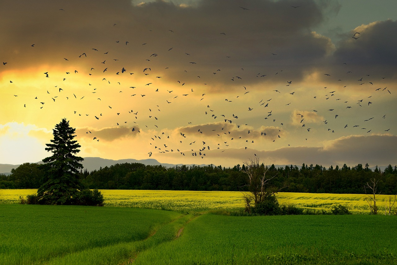 découvrez l'importance de la biodiversité pour l'équilibre de notre planète. apprenez comment chaque espèce joue un rôle vital dans les écosystèmes et comment nous pouvons contribuer à la préserver.