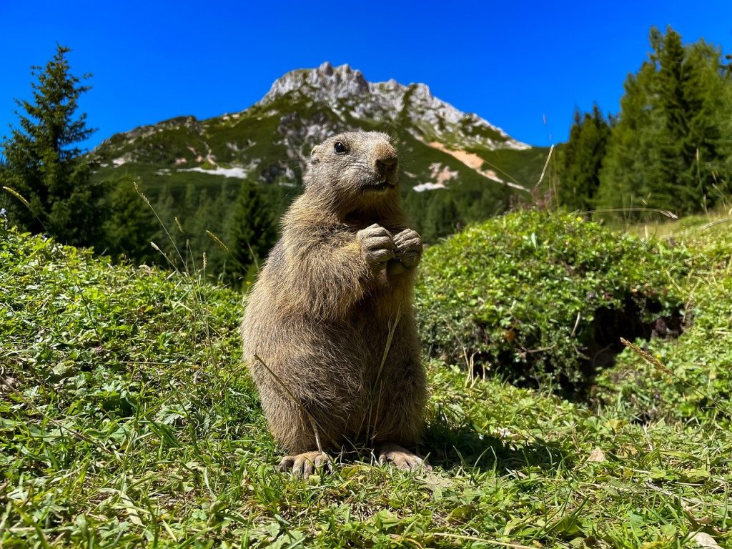 Comment le changement climatique affecte-t-il la biodiversité ?