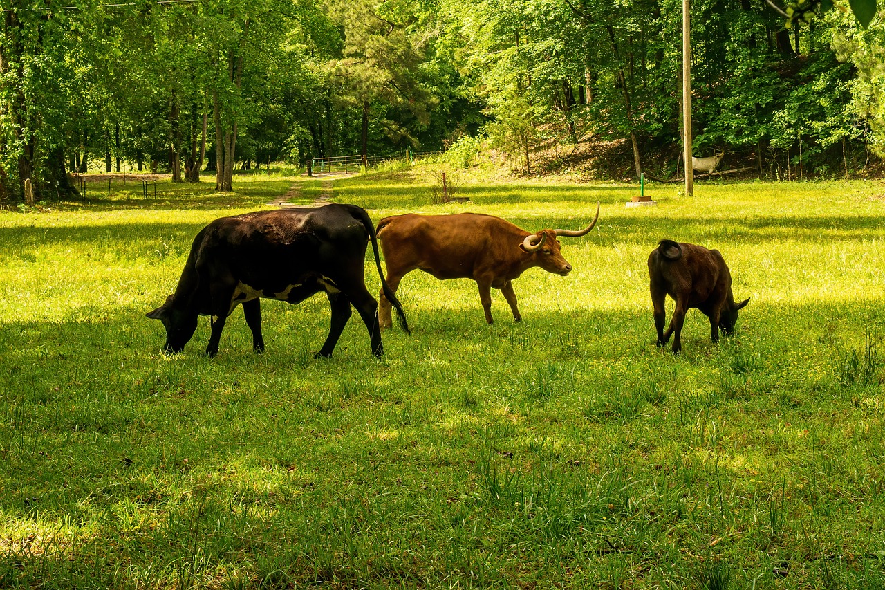 découvrez tout ce que vous devez savoir sur l'empreinte carbone, son impact sur l'environnement et les moyens de la réduire au quotidien pour un avenir plus durable.