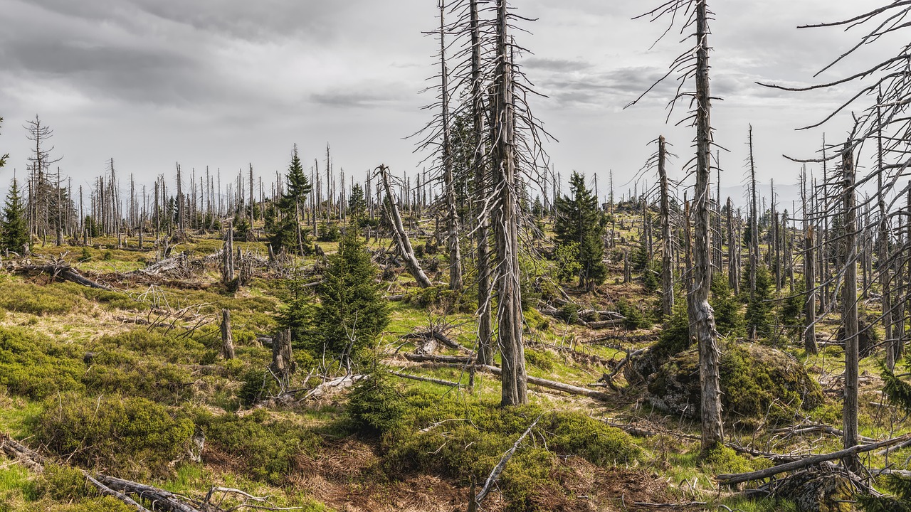 Impact environnemental des publicités commerciales : une analyse du réchauffement climatique et du bilan carbone