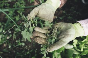 Jardinage urbain : cultiver des aliments chez soi en respectant la nature