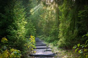 Le rôle des forêts dans la lutte contre le changement climatique