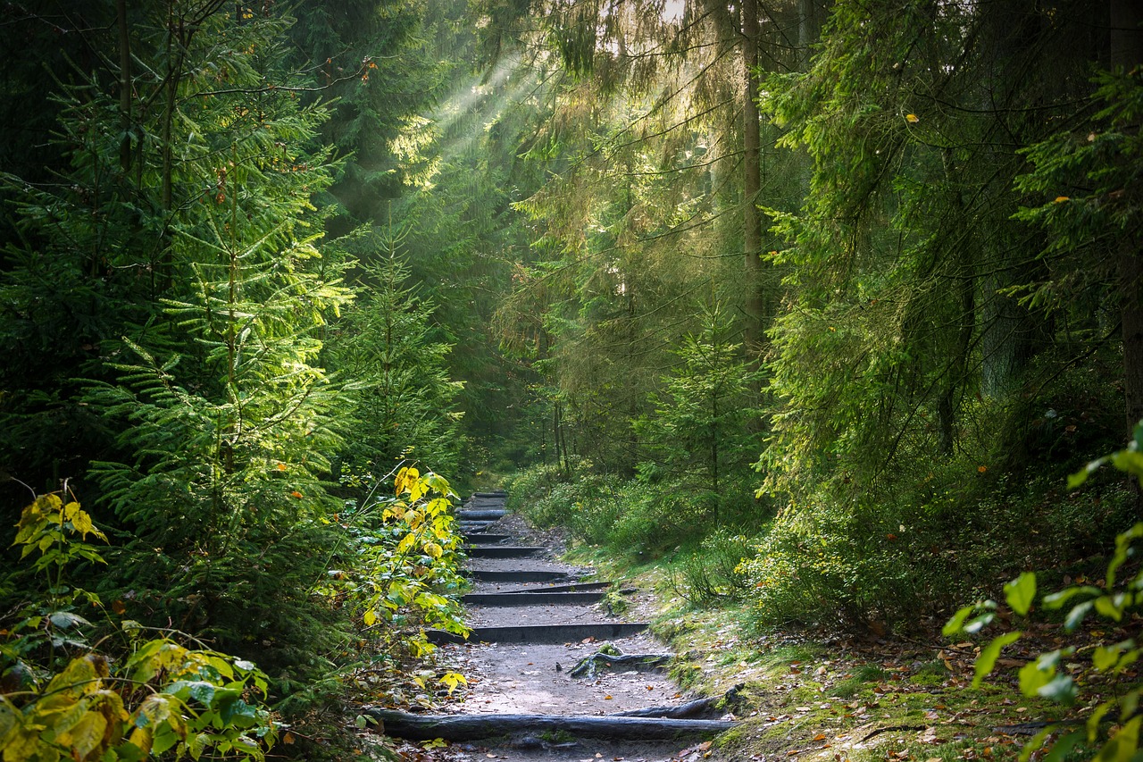 découvrez l'importance des forêts pour notre planète, leur biodiversité, leur rôle dans la régulation du climat et comment les protéger pour les générations futures.