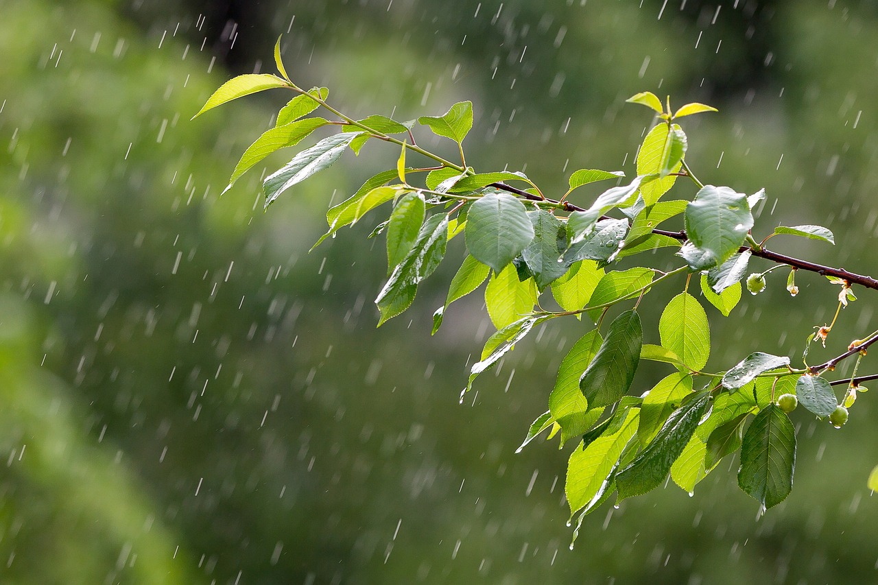 découvrez tout sur les précipitations : types, processus, impact sur l'environnement et importance pour notre écosystème. informez-vous sur le rôle vital de l'eau dans la nature et son influence sur le climat.