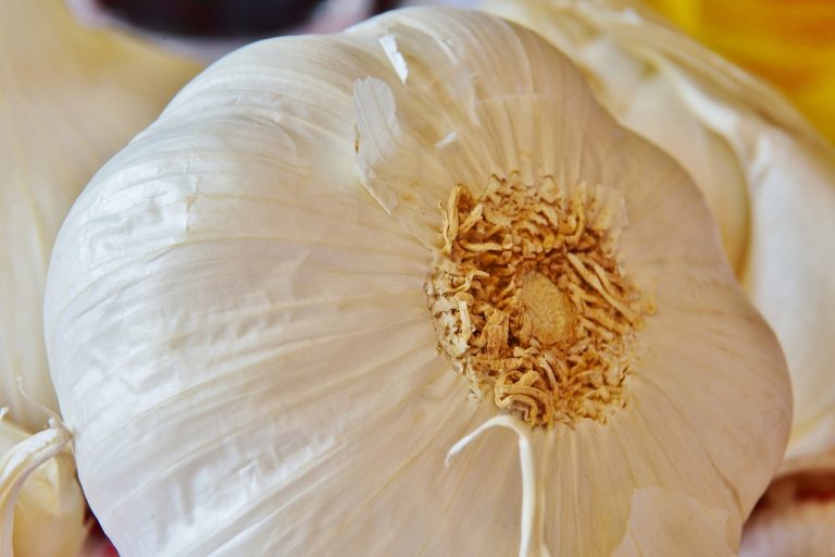 Tunisie : Les récolteuses de plantes aromatiques face aux défis du changement climatique