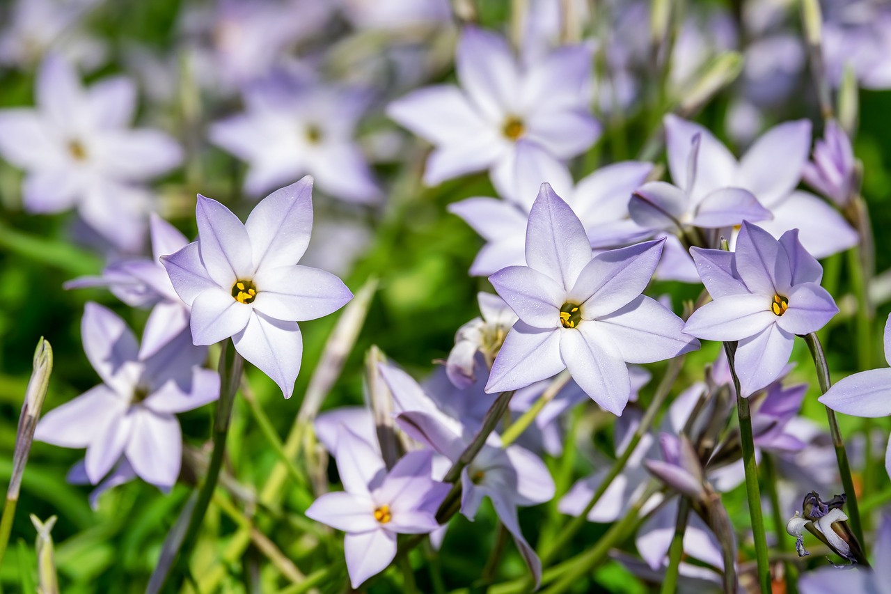 découvrez l'univers fascinant des plantes aromatiques, riches en saveurs et en bienfaits pour la santé. apprenez à les cultiver, à les utiliser en cuisine et à profiter de leurs propriétés médicinales.