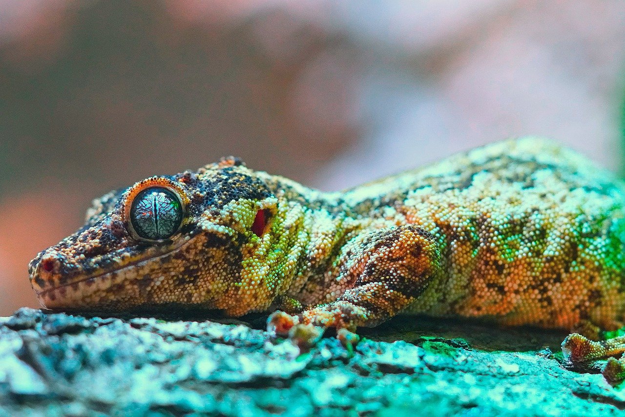 découvrez l'importance de la biodiversité, ses enjeux pour la planète, et les actions à entreprendre pour la préserver. plongez dans un univers riche et varié qui soutient la vie sur terre et assure notre avenir écologique.