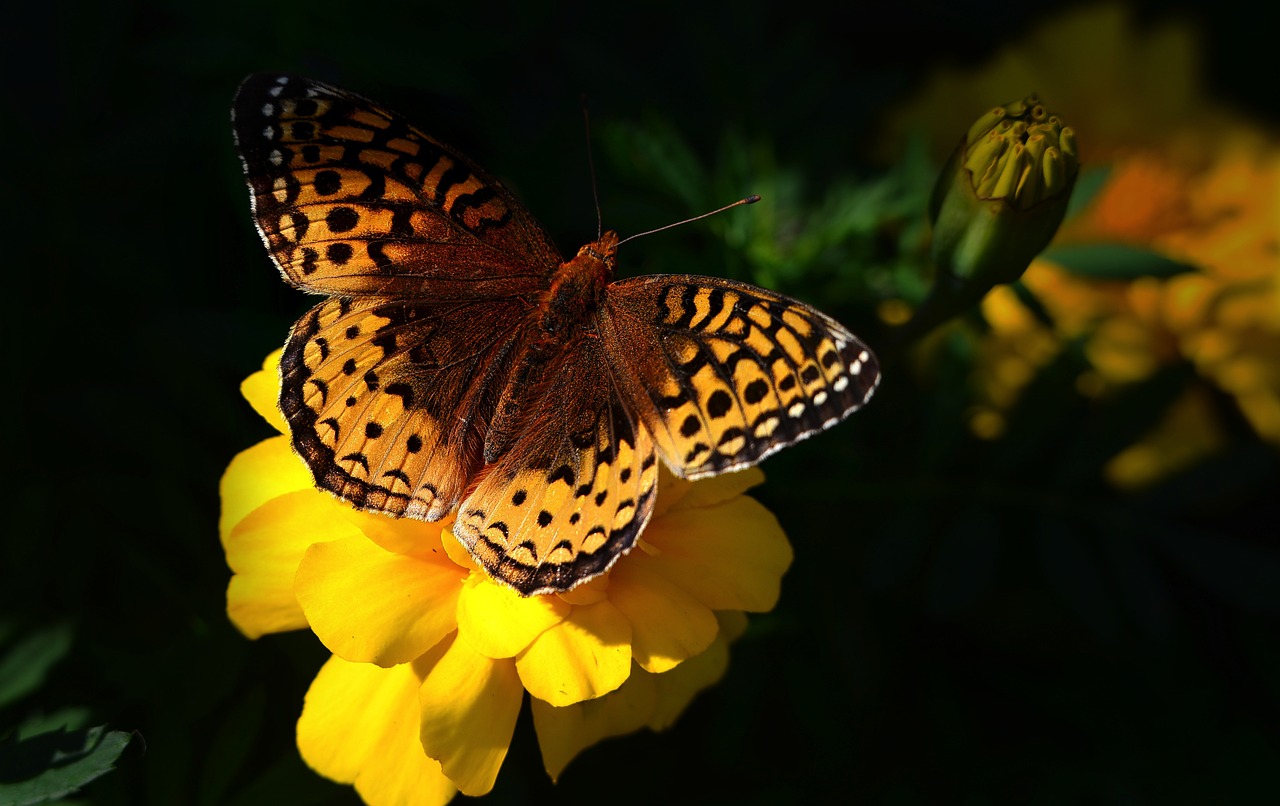 découvrez la diversité fascinante de la vie sur terre avec notre guide sur la biodiversité. apprenez l'importance des écosystèmes, les menaces qui pèsent sur notre planète et les solutions pour préserver la richesse de la faune et de la flore.