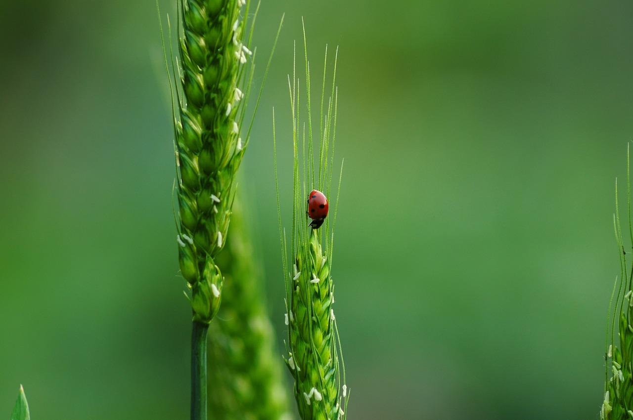 découvrez l'importance de la biodiversité pour notre planète, les menaces qui pèsent sur elle et les initiatives pour la préserver. plongez dans un monde riche en espèces et apprenez comment chacun peut contribuer à la sauvegarde de notre écosystème.