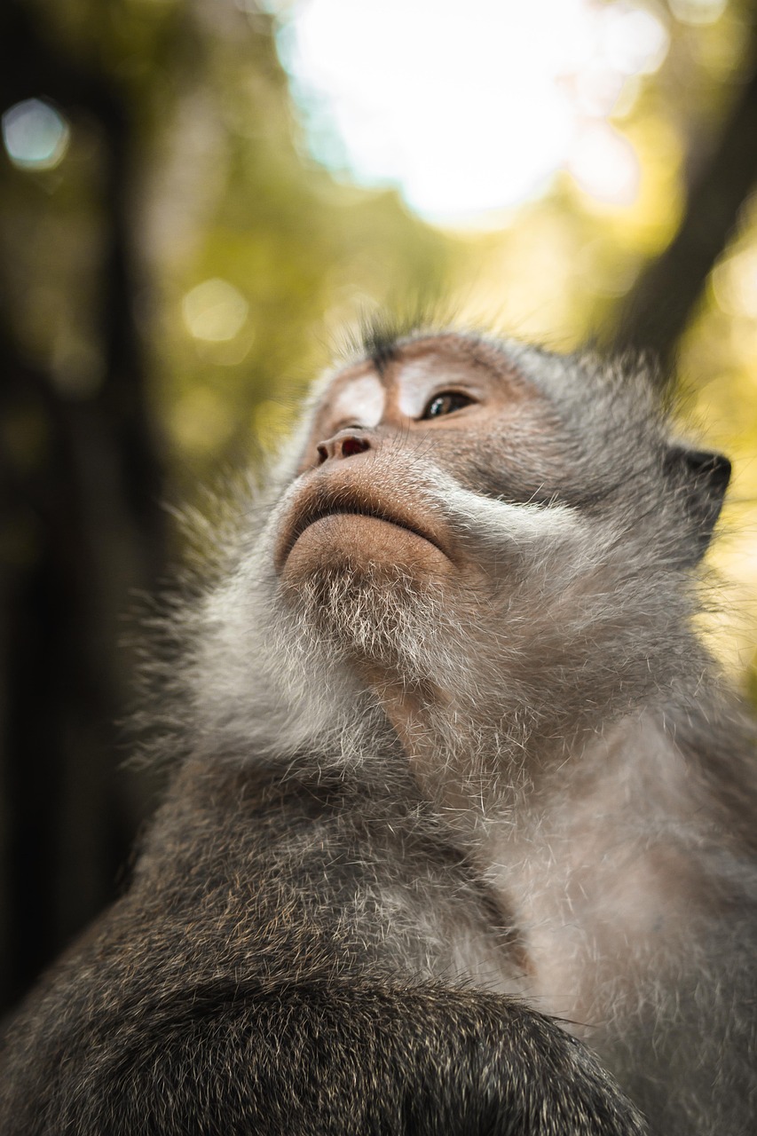 découvrez la biodiversité, ce tissu complexe d'interactions entre les espèces vivantes et leur environnement. apprenez l'importance de préserver cette diversité pour un avenir durable et équilibré.