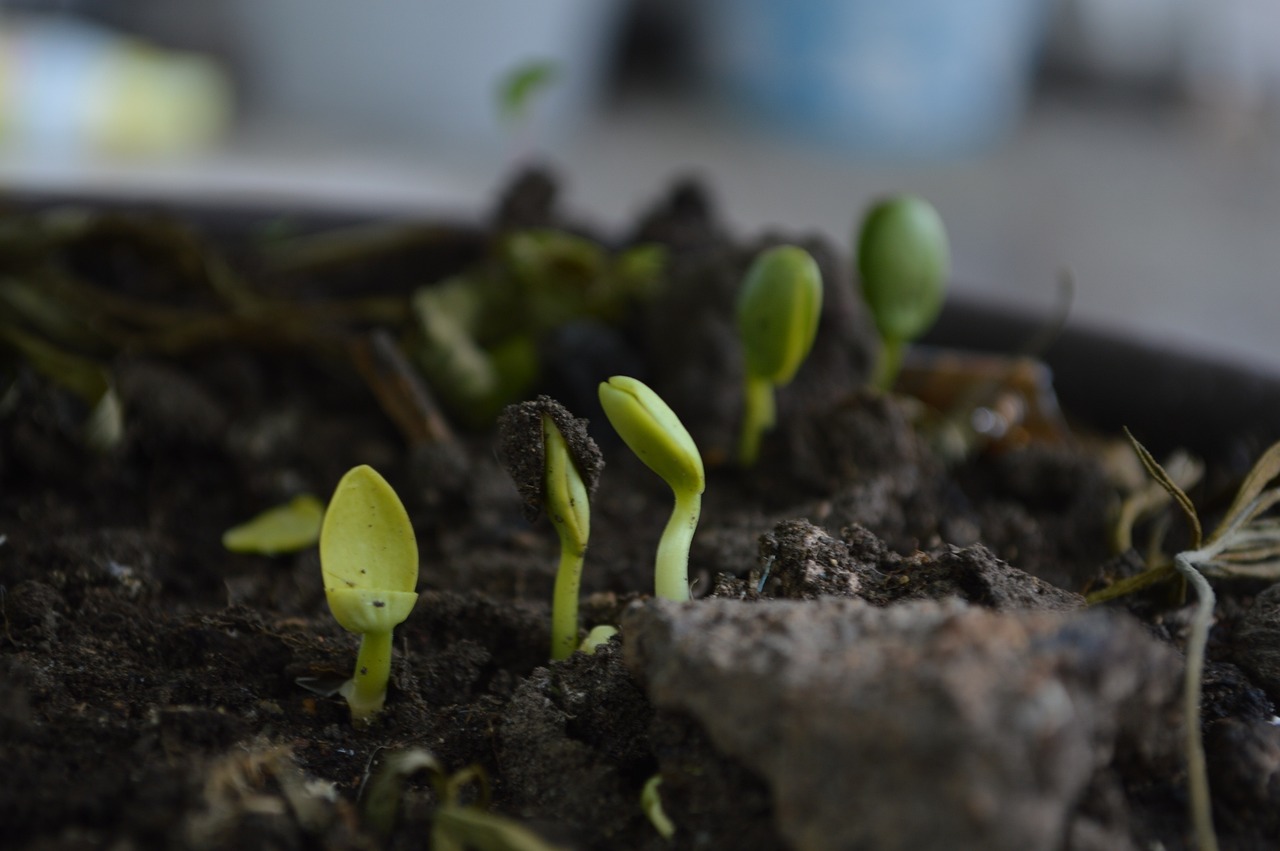 découvrez l'art du compostage : une méthode écologique pour recycler vos déchets organiques, enrichir votre jardin et contribuer à la durabilité de notre planète. apprenez les techniques essentielles pour transformer vos restes de cuisine en un compost nourrissant.