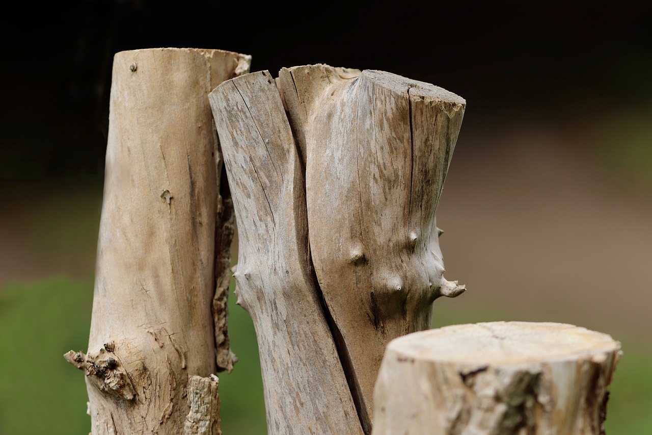 découvrez les enjeux de la déforestation : ses causes, ses impacts sur l'environnement et la biodiversité, ainsi que les solutions pour préserver nos forêts et lutter contre le changement climatique.