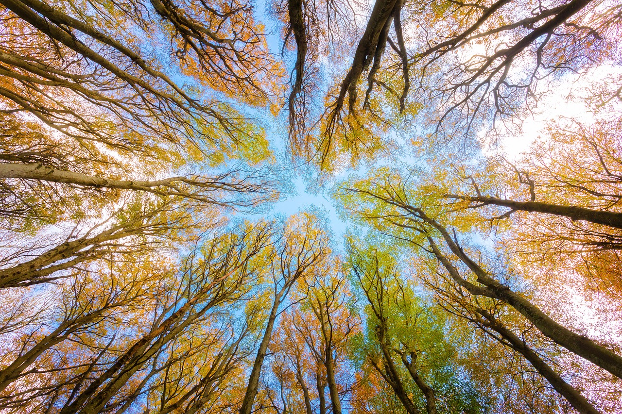 découvrez l'importance de l'environnement, les enjeux écologiques actuels et les actions à mener pour préserver notre planète. informez-vous sur les initiatives durables et apprenez comment chacun peut contribuer à un avenir plus vert.