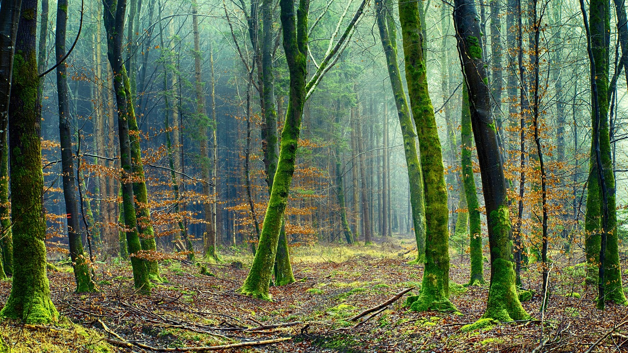 découvrez l'importance de l'environnement et les actions à entreprendre pour le protéger. explorez les défis environnementaux actuels et comment chacun peut contribuer à un avenir plus durable.