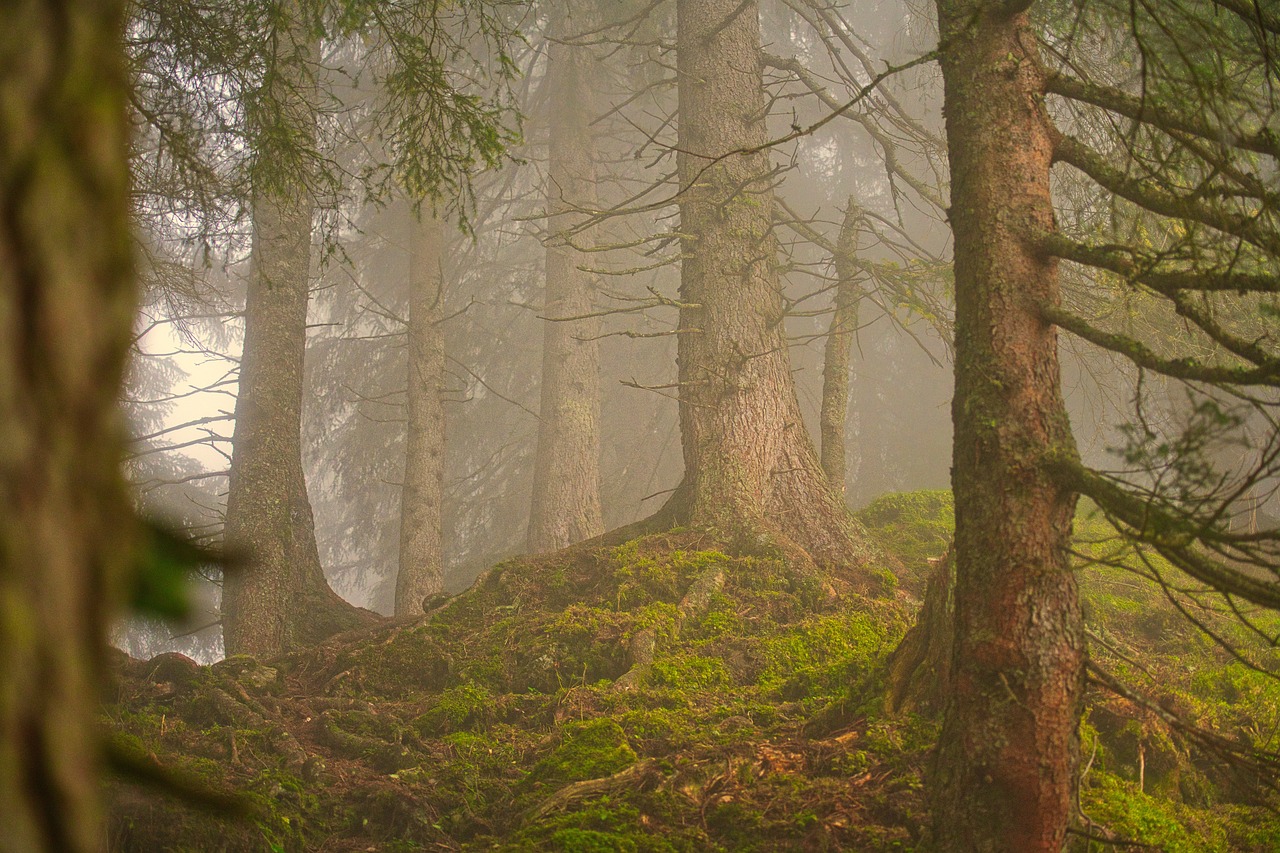 découvrez la beauté et la biodiversité des forêts du monde. explorez les écosystèmes riches, apprenez l'importance de la conservation et plongez dans l'univers fascinant des arbres et de la faune qui les habitent.