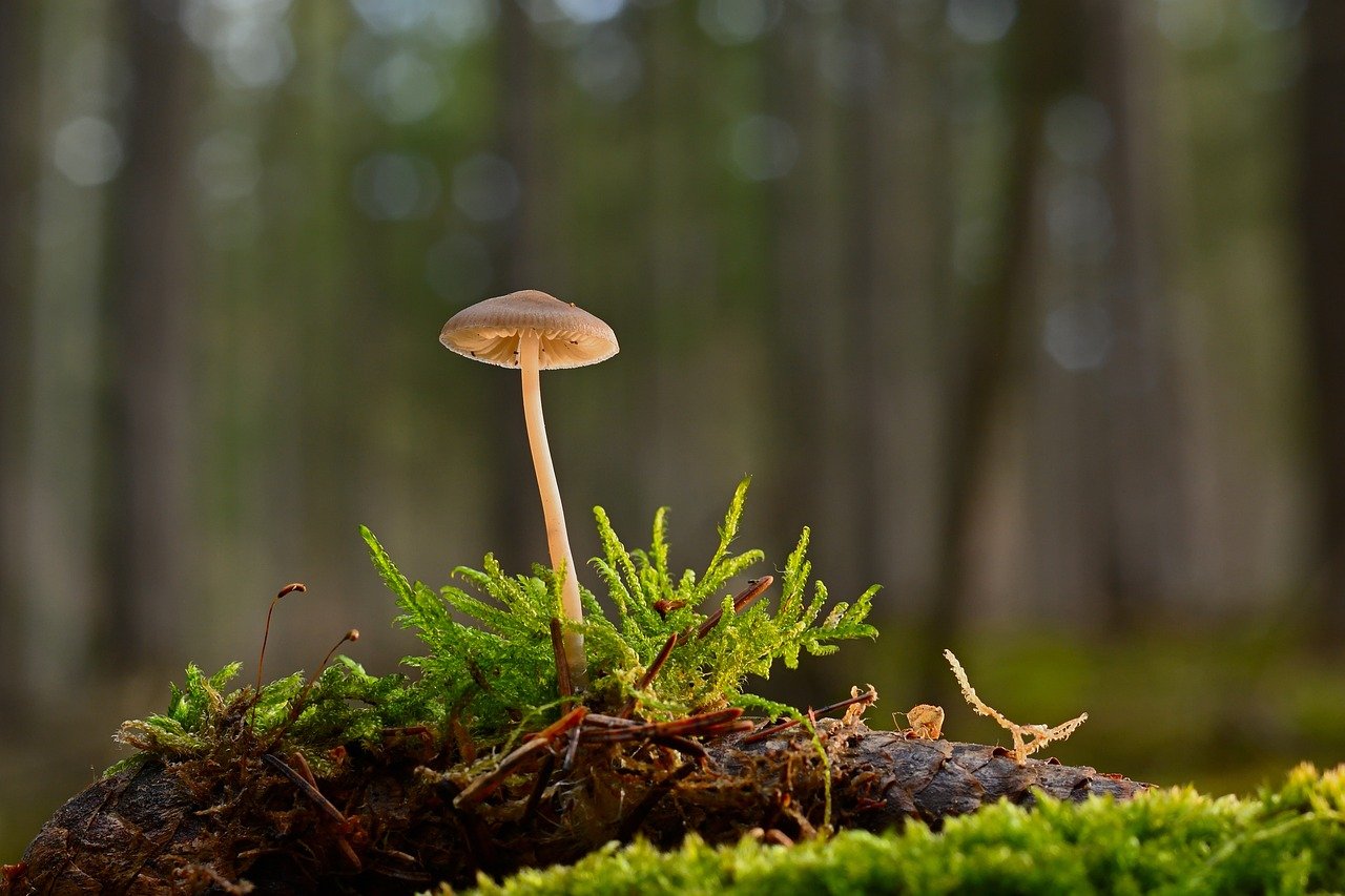 découvrez la beauté et la biodiversité des forêts, véritables poumons de la planète. explorez leur rôle crucial dans l'écosystème, la préservation de la faune et de la flore, et apprenez comment les protéger pour les générations futures.