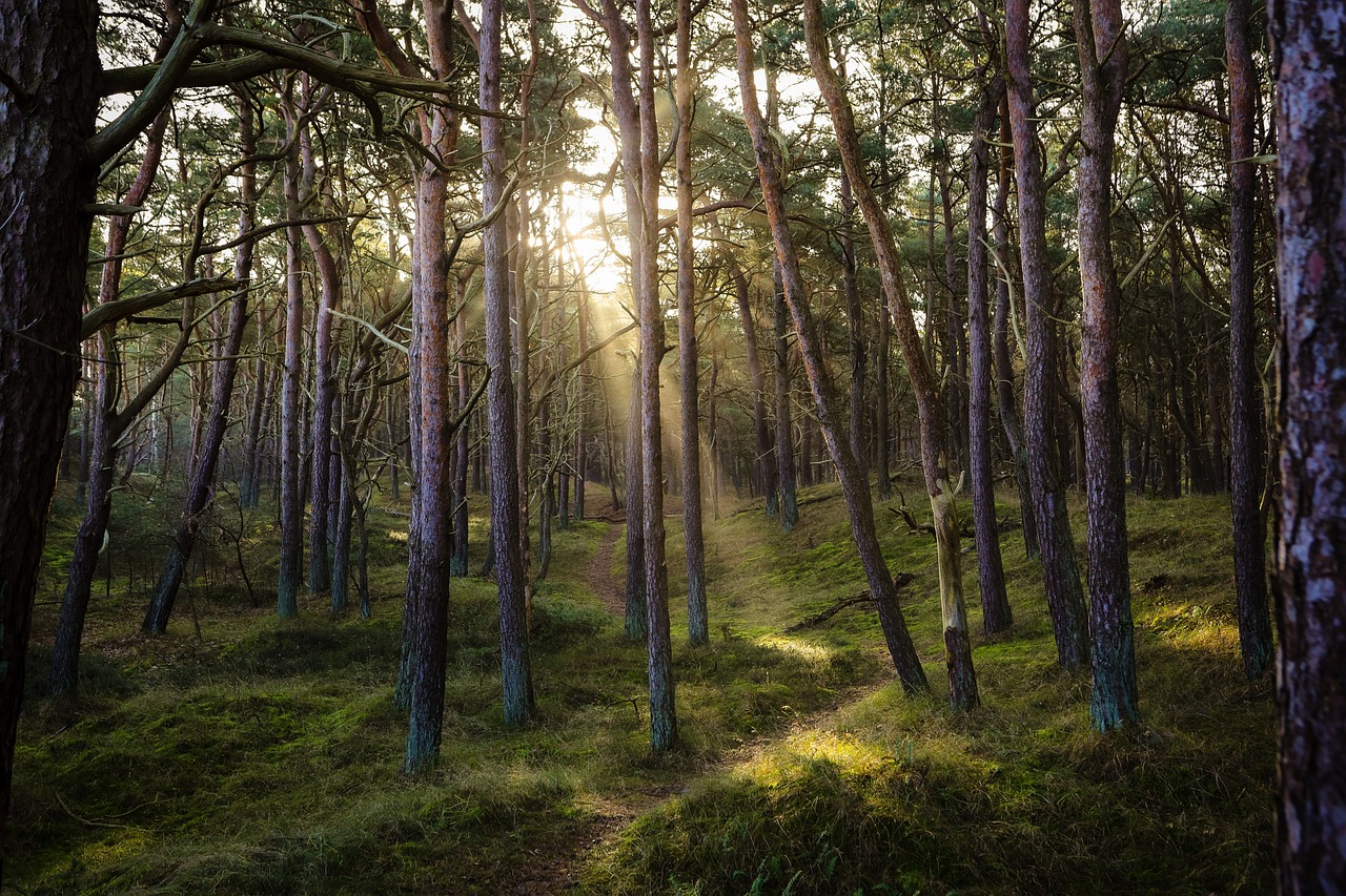 découvrez la beauté et l'importance des forêts, des écosystèmes vitaux qui abritent une biodiversité incroyable, jouent un rôle essentiel dans la régulation du climat et offrent des ressources précieuses pour l'humanité.