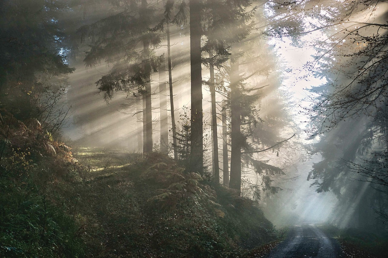 découvrez l'importance des forêts pour notre planète : biodiversité, régulation du climat et ressources naturelles. explorez leurs écosystèmes fascinants et apprenez comment préserver ces précieuses ressources pour les générations futures.