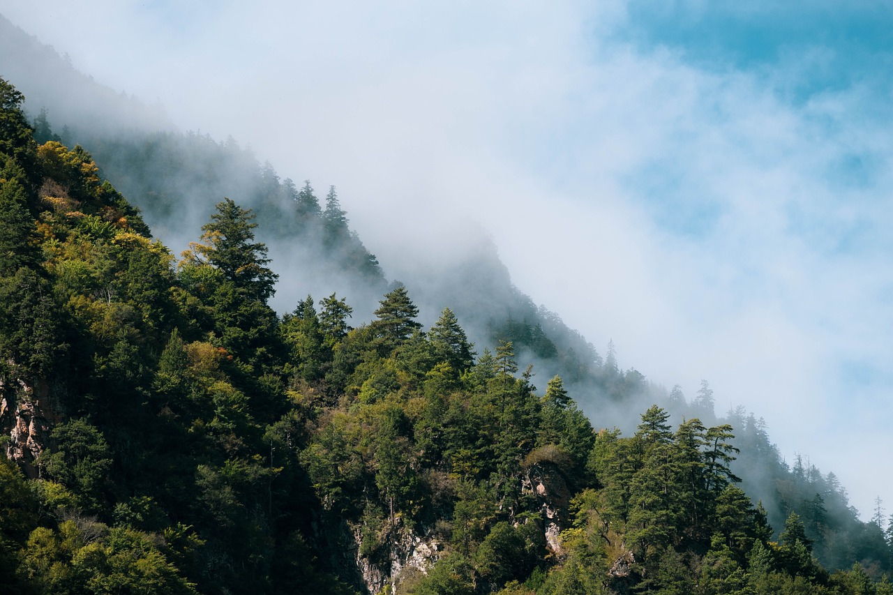 découvrez la beauté et la diversité des forêts, ces écosystèmes vitaux qui abritent une faune riche, purifient l'air et offrent des ressources essentielles. explorez leur importance pour la biodiversité et leur rôle crucial dans la lutte contre le changement climatique.