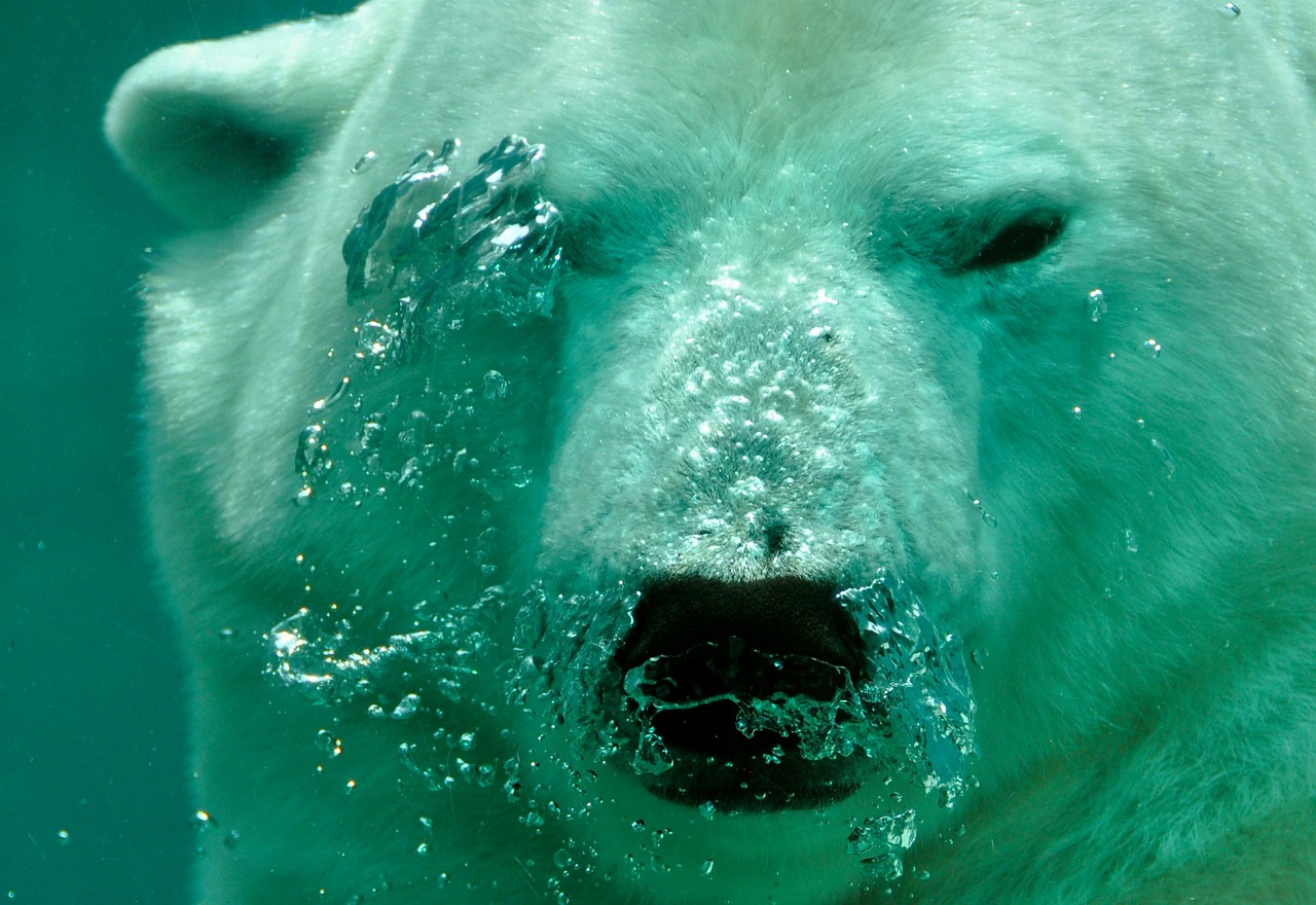 découvrez les caractéristiques fascinantes des climats polaires, où les températures glaciales et les paysages époustouflants créent un écosystème unique. explorez la faune et la flore qui s’adaptent à ces conditions extrêmes ainsi que les impacts du changement climatique sur ces régions délicates.