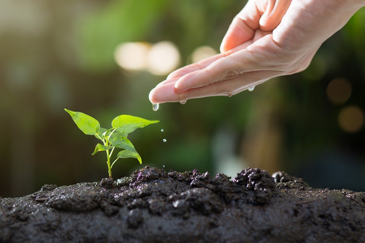 découvrez l'art du jardinage urbain : des astuces pratiques pour cultiver vos propres plantes, légumes et herbes en milieu citadin. transformez votre balcon ou votre toit en un havre de verdure et profitez des bienfaits d'une agriculture durable en ville.