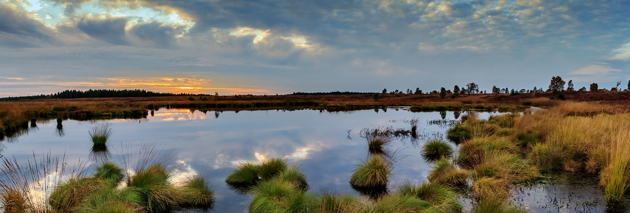 découvrez l'importance de la préservation des zones humides, essentielles à la biodiversité et à la régulation des écosystèmes. apprenez comment protéger ces habitats uniques pour un avenir durable.