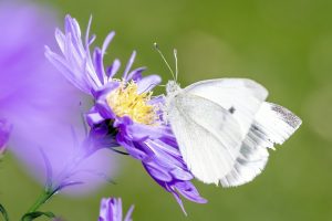 Antibiotiques environnementaux : comprendre leur impact sur la santé des écosystèmes