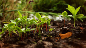 Comment la permaculture peut transformer votre jardin