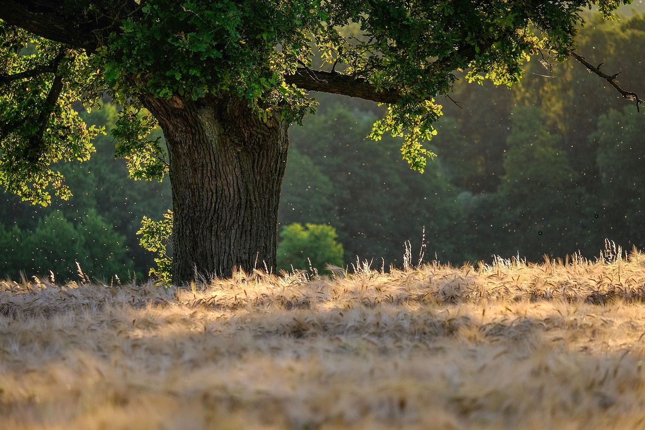 découvrez la beauté et la biodiversité des forêts à travers le monde. explorez leur importance pour l'environnement, la faune et les communautés humaines. plongez dans l'univers fascinant des écosystèmes forestiers et apprenez comment les préserver pour les générations futures.