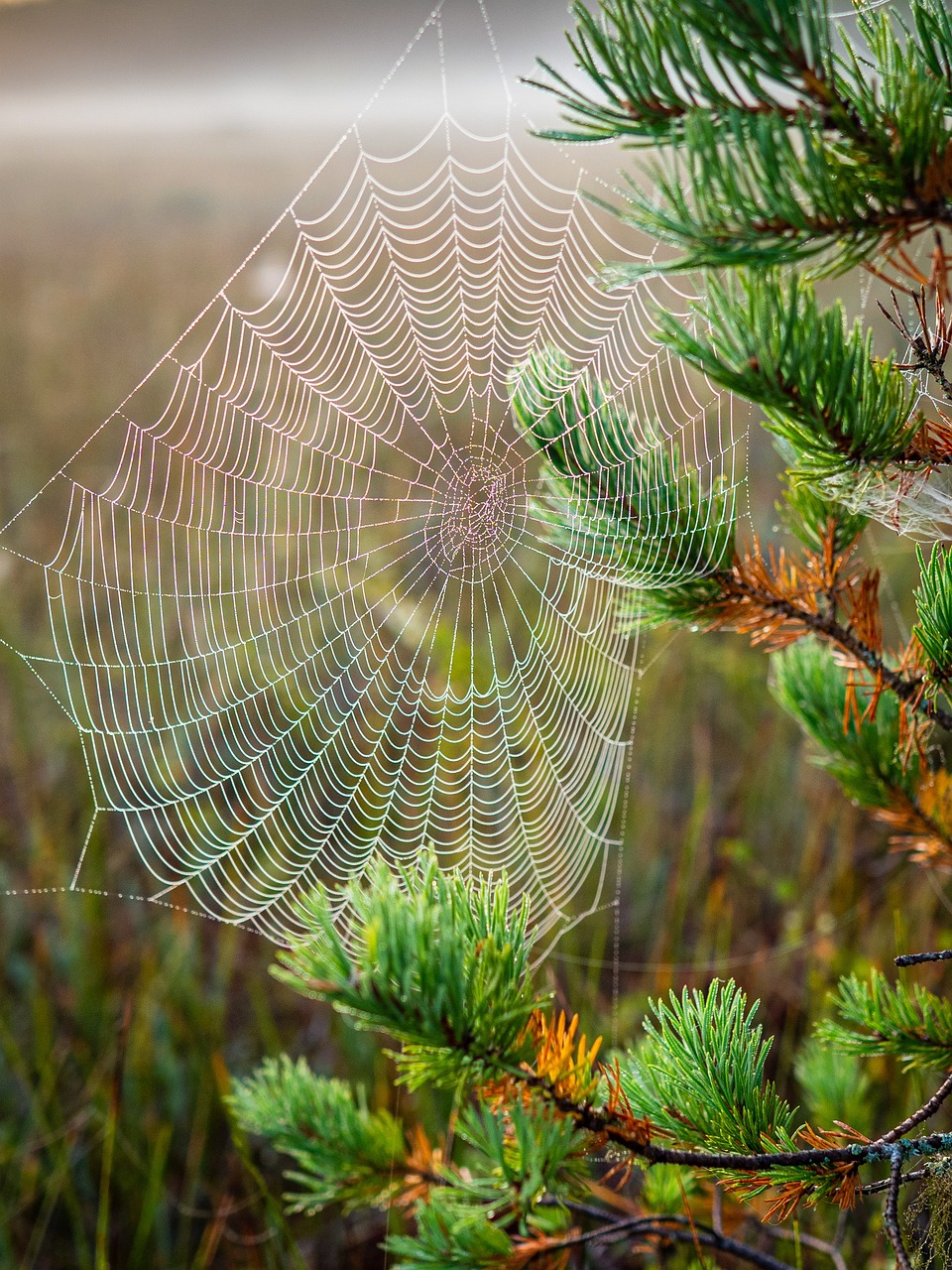 Importance de la préservation des habitats pour la biodiversité