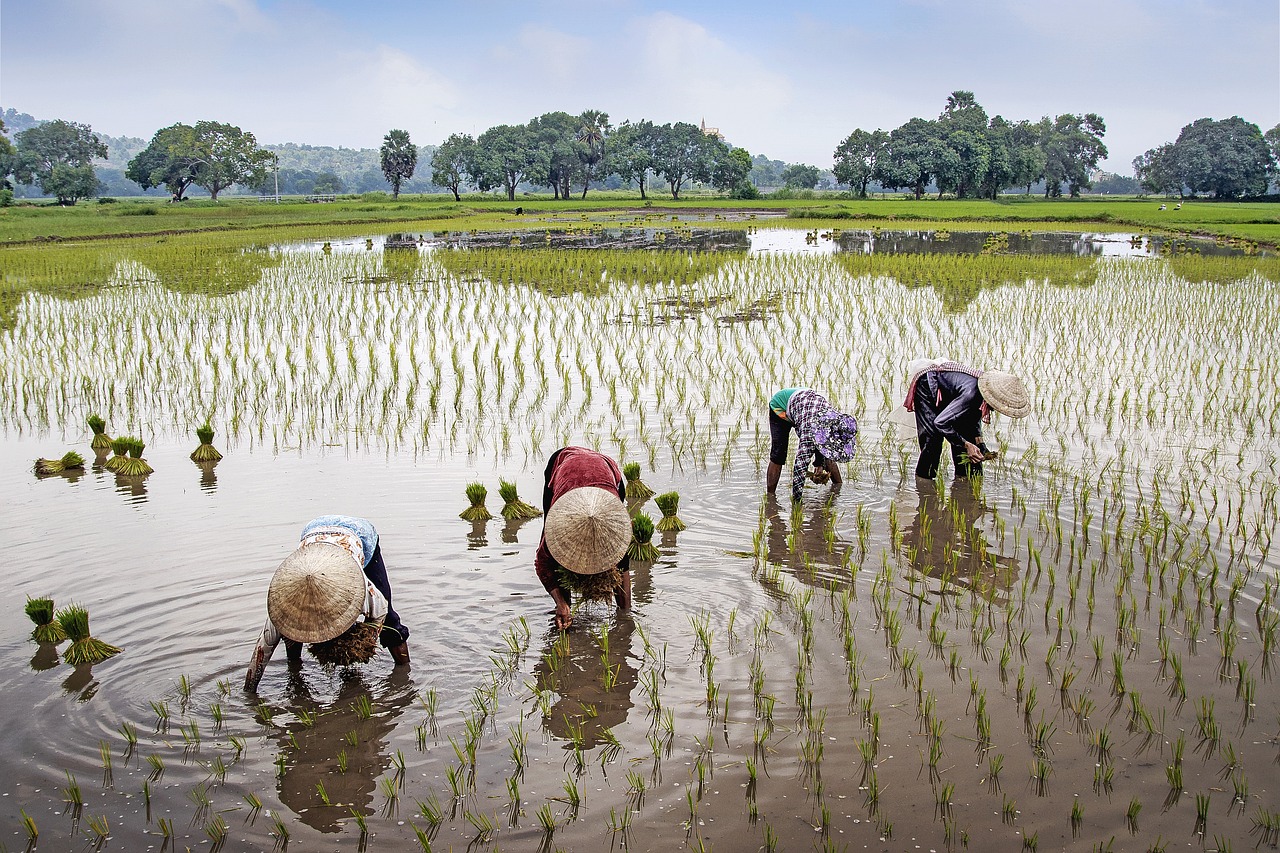 découvrez le monde des agriculteurs, agents de changement et gardiens de la terre. explorez leurs pratiques durables, leurs défis quotidiens et leur rôle essentiel dans la production alimentaire. plongez dans l'univers fascinant de l'agriculture moderne et traditionnelle.