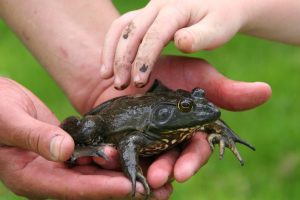 L’éducation à l’environnement : un enjeu essentiel