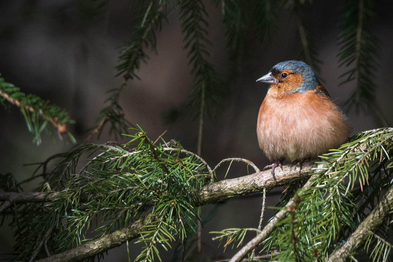 découvrez l'importance de la conservation pour préserver notre environnement et la biodiversité. apprenez des stratégies efficaces et des pratiques durables pour protéger nos ressources naturelles pour les générations futures.