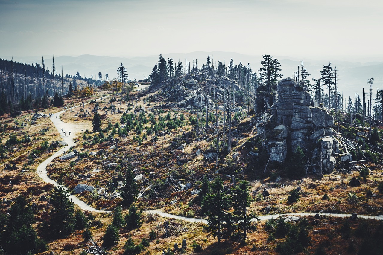 L’importance de la reforestation pour la biodiversité et le climat