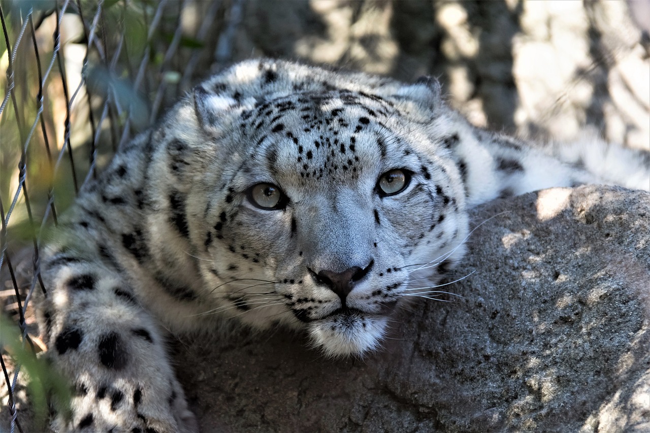 découvrez l'importance de la conservation des espèces menacées pour préserver la biodiversité de notre planète. apprenez comment les actions de protection et de sensibilisation peuvent faire une différence cruciale pour les animaux et les écosystèmes en danger.