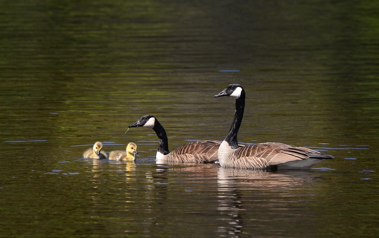 découvrez l'importance de la biodiversité, un enjeu crucial pour l'équilibre des écosystèmes, la santé de notre planète, et le bien-être des générations futures. plongez dans un monde riche en variété biologique et apprenez comment préserver notre patrimoine naturel.