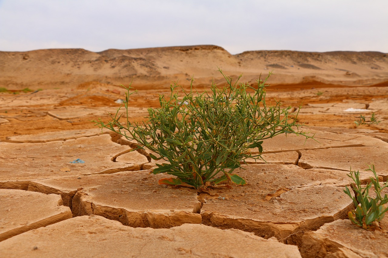 découvrez comment le changement climatique impacte notre planète, les causes de ce phénomène et les actions à entreprendre pour préserver notre environnement. informez-vous sur les solutions durables et les initiatives pour lutter contre le réchauffement climatique.