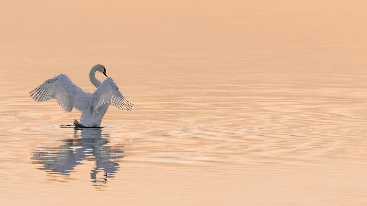 découvrez l'importance de la conservation pour protéger notre environnement, préserver la biodiversité et assurer un avenir durable. explorez les méthodes et les initiatives qui soutiennent la sauvegarde des ressources naturelles et des écosystèmes.