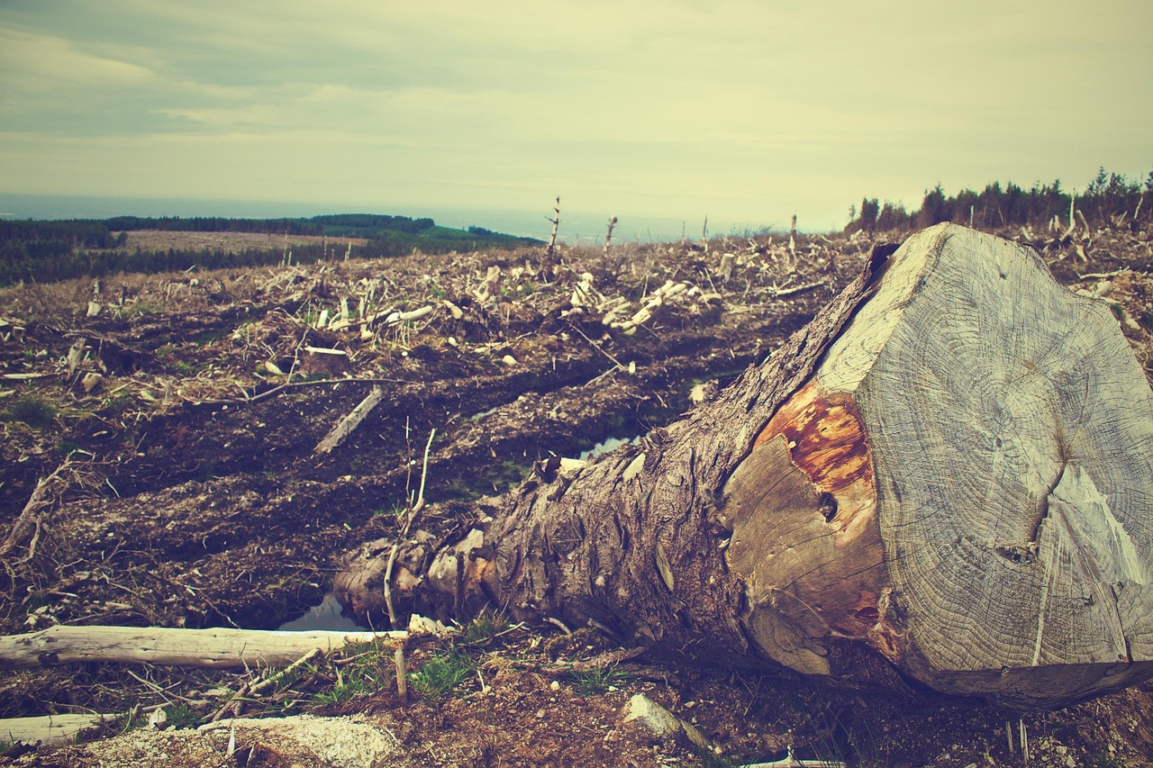 découvrez les enjeux de la déforestation, ses causes, ses impacts sur la biodiversité et le climat, ainsi que les solutions pour préserver nos forêts et garantir un avenir durable.