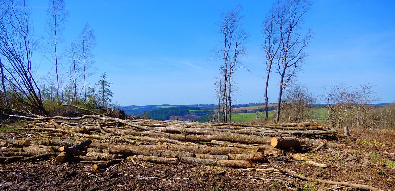 découvrez les enjeux de la déforestation, ses impacts sur la biodiversité, le climat et les communautés locales, ainsi que les solutions pour préserver nos forêts et promouvoir un développement durable.