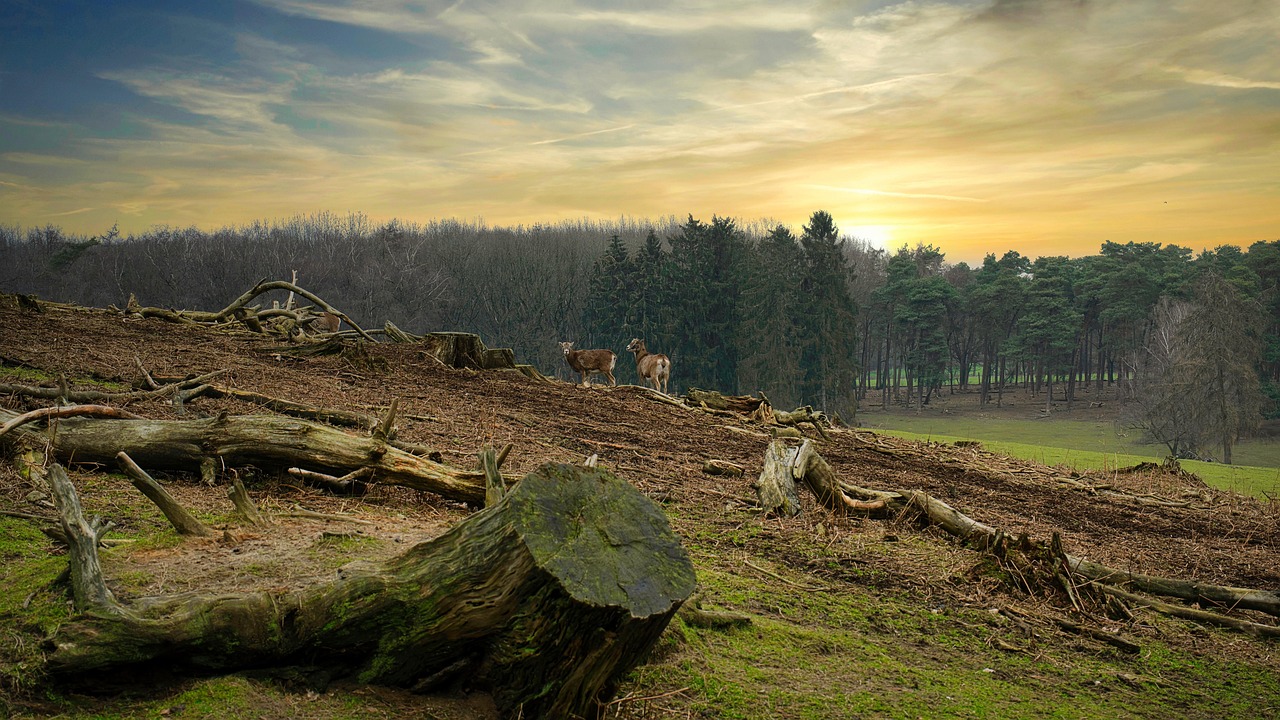 découvrez les enjeux de la déforestation, ses causes et ses conséquences sur l'environnement et la biodiversité. apprenez comment lutter contre ce fléau pour préserver nos forêts et notre planète.