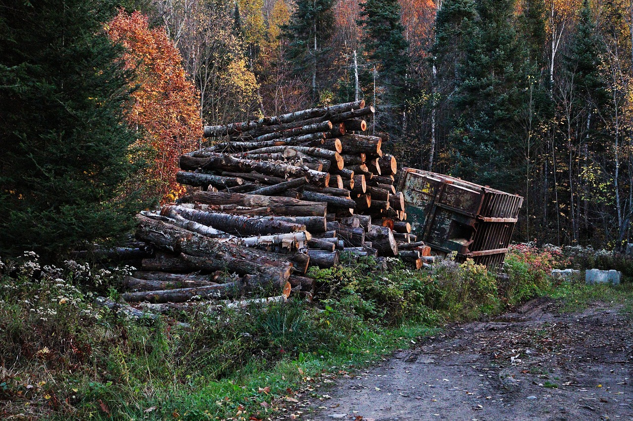 découvrez les enjeux de la déforestation, ses conséquences sur l'environnement et la biodiversité, ainsi que les initiatives pour préserver nos forêts et lutter contre ce phénomène alarmant.