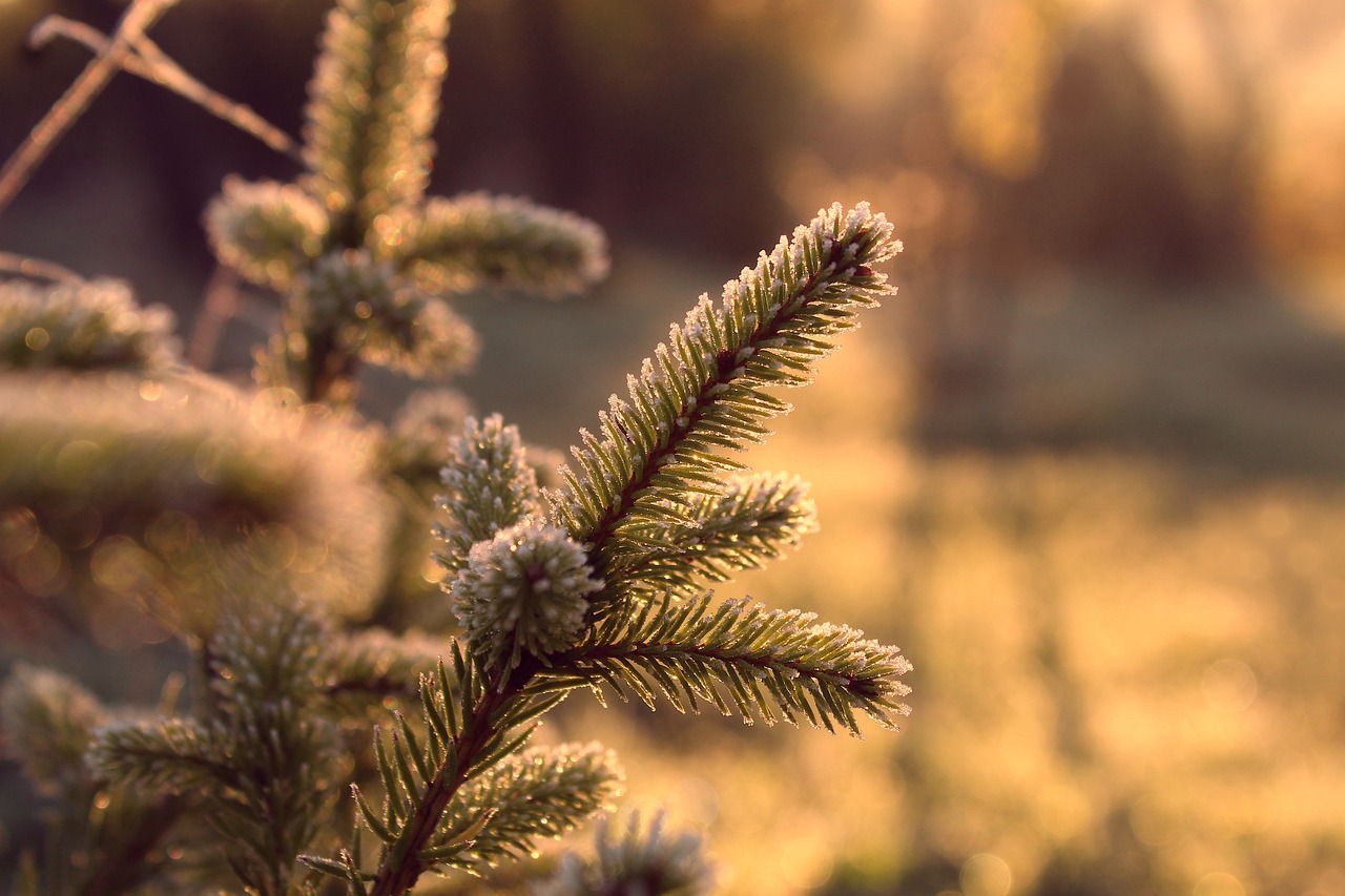 découvrez les principes fondamentaux de l'écologie, l'étude des interactions entre les organismes et leur environnement. plongez dans les enjeux liés à la conservation de la biodiversité, à la gestion durable des ressources naturelles et à la lutte contre le changement climatique.