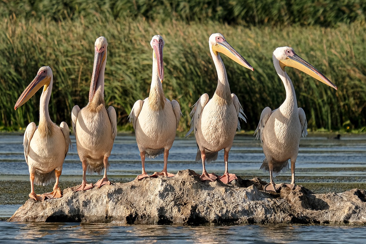 explorez l'écologie, la science qui étudie les interactions entre les êtres vivants et leur environnement. découvrez comment les écosystèmes fonctionnent, l'importance de la biodiversité et les actions nécessaires pour préserver notre planète.