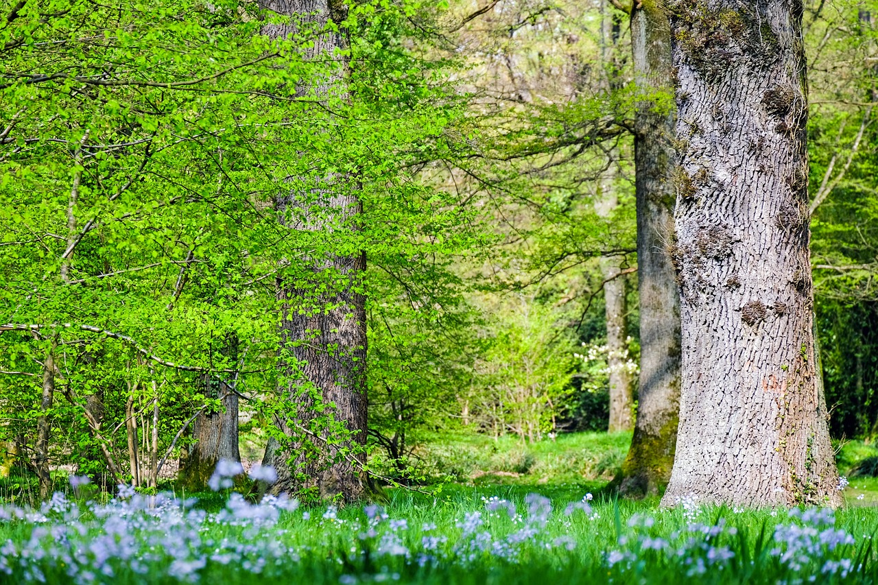 explorez le monde fascinant de l'écologie, une science qui étudie les interactions entre les êtres vivants et leur environnement. découvrez des conseils pratiques pour préserver la planète, les nouvelles tendances en matière de développement durable et l'importance de la biodiversité pour notre avenir.