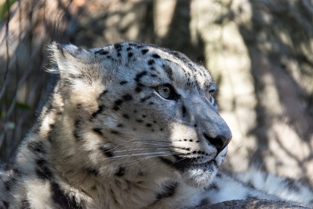 découvrez l'importance de la conservation des espèces menacées. apprenez comment protéger la biodiversité et soutenir les efforts pour sauver les animaux et plantes en danger, garantissant un avenir durable pour notre planète.