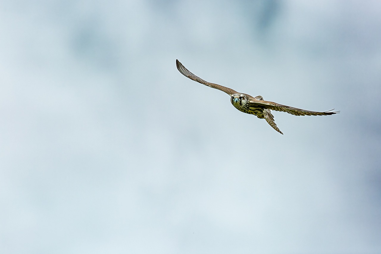 découvrez l'importance de la conservation des espèces en danger et les initiatives mises en place pour protéger notre biodiversité. engagez-vous pour un avenir durable en apprendre sur les efforts de préservation qui visent à sauvegarder les espèces menacées.