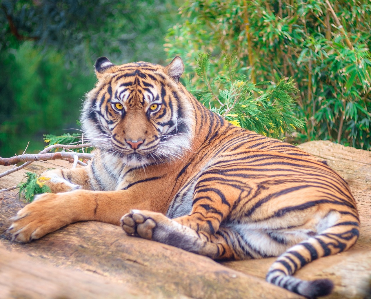 découvrez l'importance de la conservation des espèces menacées et apprenez comment des initiatives innovantes protègent la biodiversité mondiale. engagez-vous en faveur de la faune et de la flore en danger et participez à la préservation de notre planète.