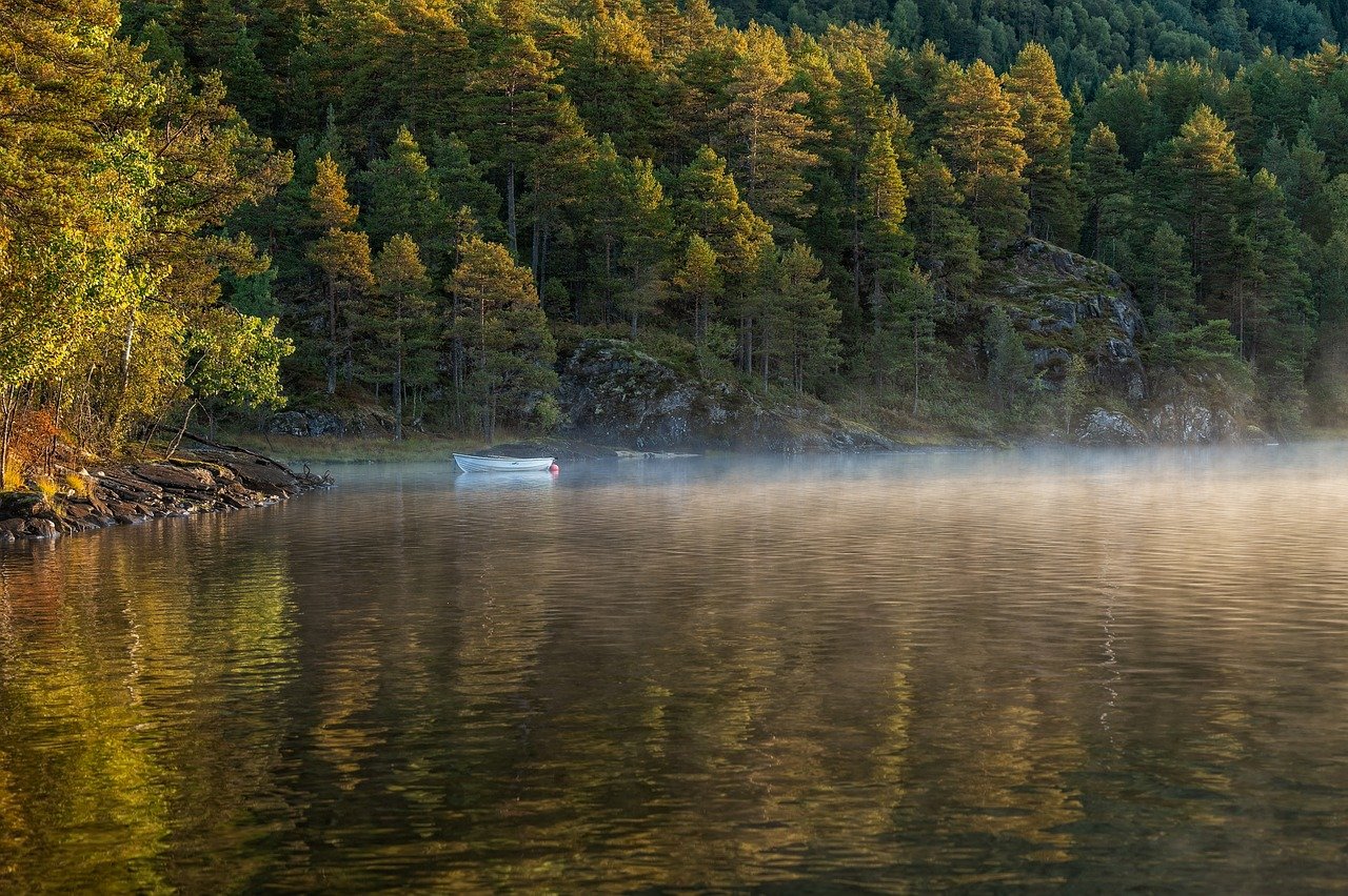 découvrez la beauté et la diversité des forêts, véritables poumons de notre planète. explorez les écosystèmes riches et les nombreuses espèces qui y habitent, tout en apprenant sur leur rôle crucial dans la lutte contre le changement climatique et la préservation de la biodiversité.